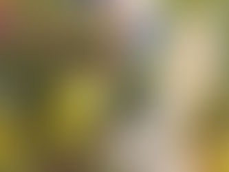 Creating a Sensory Garden