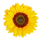 SUNFLOWER_edited_edited.png