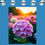 Thumbnail: 'HYDRANGEAS" GW