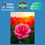 Thumbnail: "CARNATION" GW