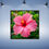 Thumbnail: "NIGHT HIBISCUS" Framed