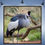 Thumbnail: "GREY CROWNED CRANE" Framed