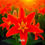 Thumbnail: 'ABSTRACT GLORIOSA LILY AT SUNSET" GW