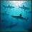 Thumbnail: "SHARKS" Framed