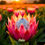 Thumbnail: "ABSTRACT KING PROTEA AT SUNSET" GW