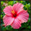 Thumbnail: "NIGHT HIBISCUS" Framed