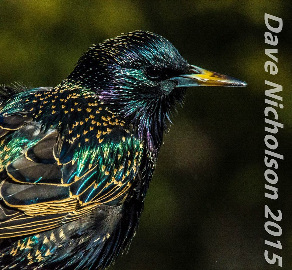 Starling 1