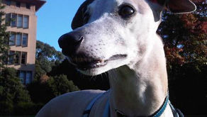 Seshmew aka John Doggington – from “The Whippet Walk” Video