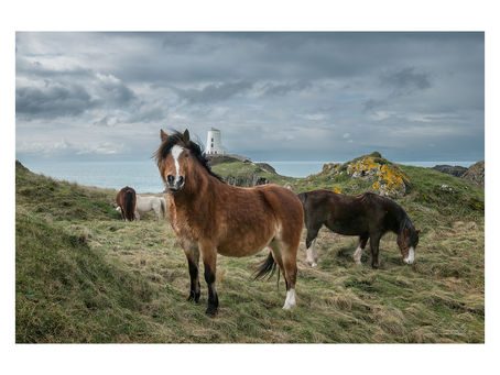 Ponies on Llanddwyn Island