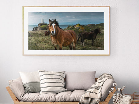 Llanddwyn Ponies