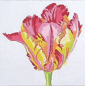 15C Regal Parrot Tulip.jpg