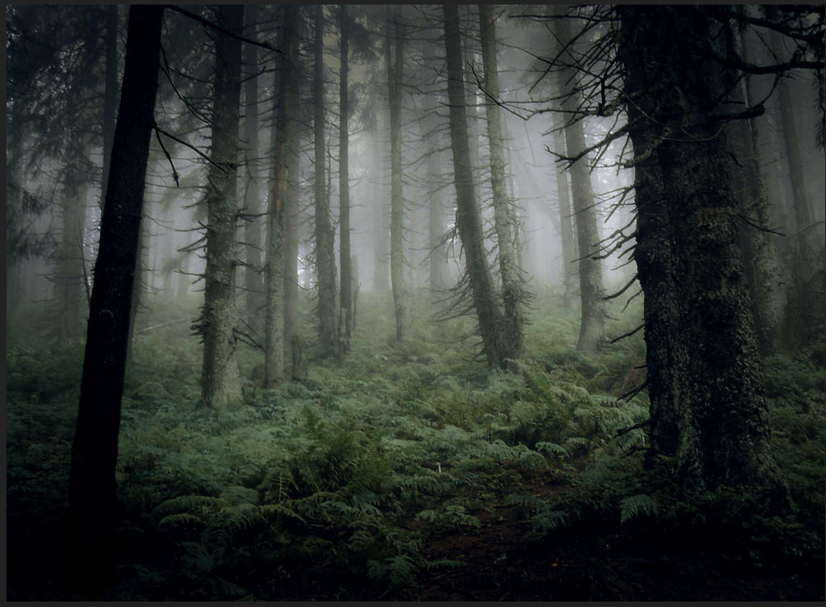 Forêt.png