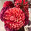 Thumbnail: Aisle Flowers