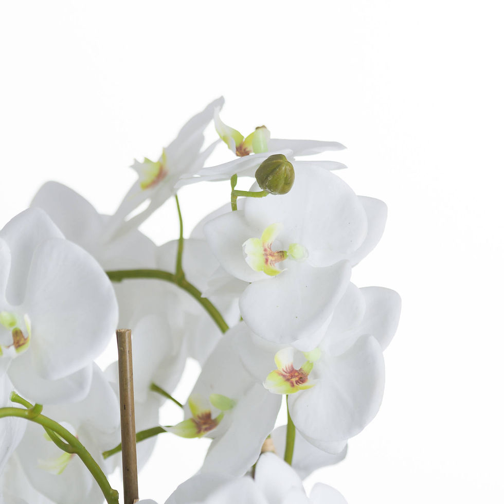 Thumbnail: Large White Orchid and Fern arrangement in Rootball