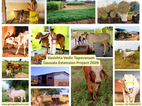 Collage of Gau Sala Pictures of Vasishta Vedic Tapovanam