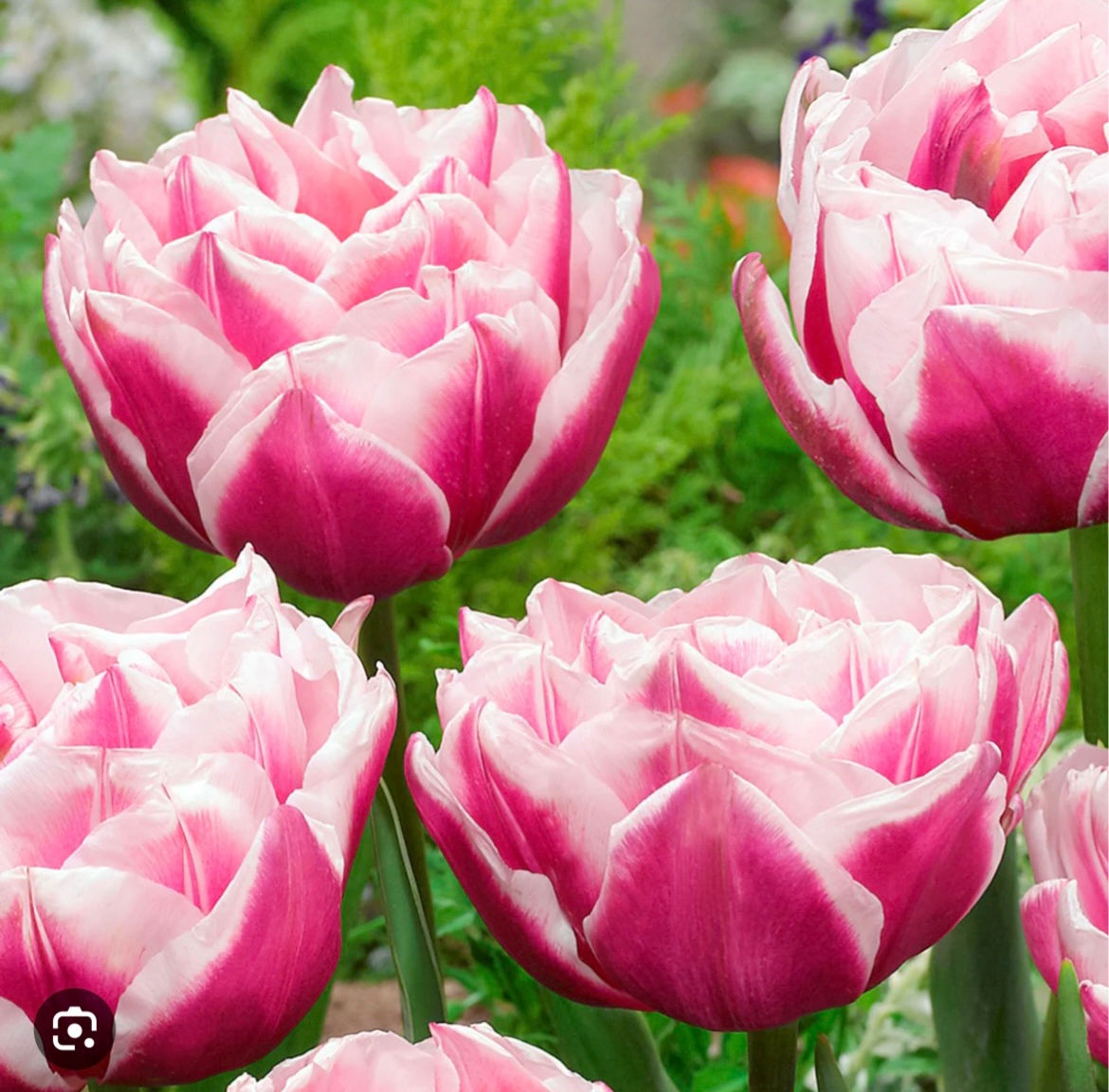 Double Peony Fantasy Lady Tulip