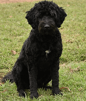 Molly Labradoodle