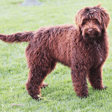 Our beautiful labradoodles