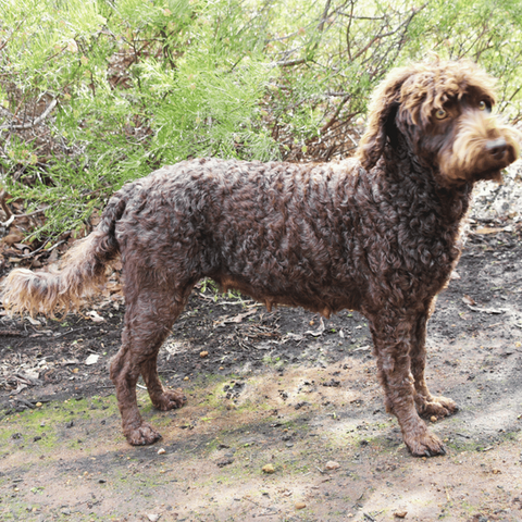 Handsome Labradoodle chocolate boy