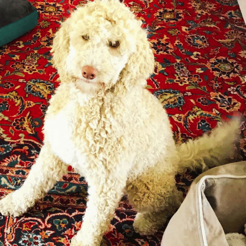 Blonde labradoodle breeding dog