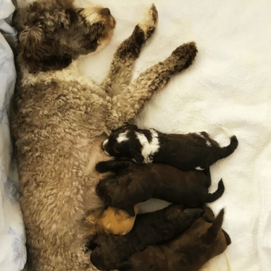 Lovely Little Litter of Labradoodles