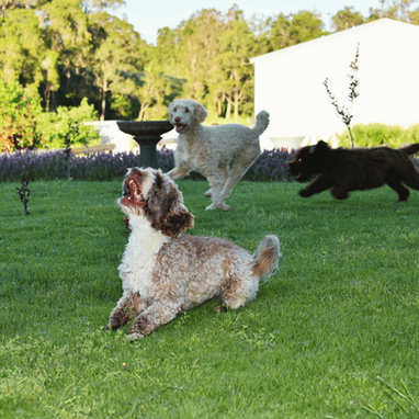 Labradoodles and lavender