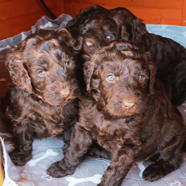 Chocolate labradoodle puppies