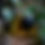 Thumbnail: Raw Honey Wildflower (Amber)