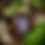Thumbnail: Raw Honey Wildflower (Amber)