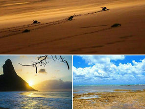 6 parques brasileiros que ajudam a proteger o bioma marinho