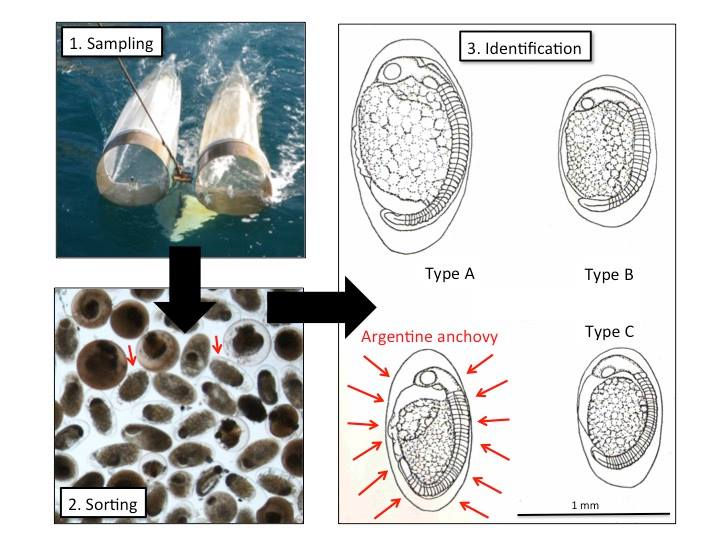 Three minutes, one slide, and lots of fish eggs