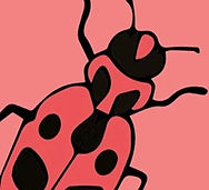 Cambridge Wildlife Arts