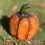 Thumbnail: Vintage Petite Pumkin