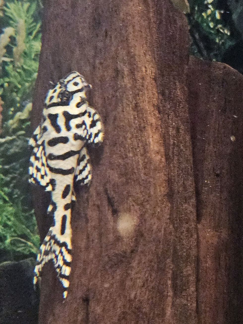 Thumbnail: L236SW Pleco