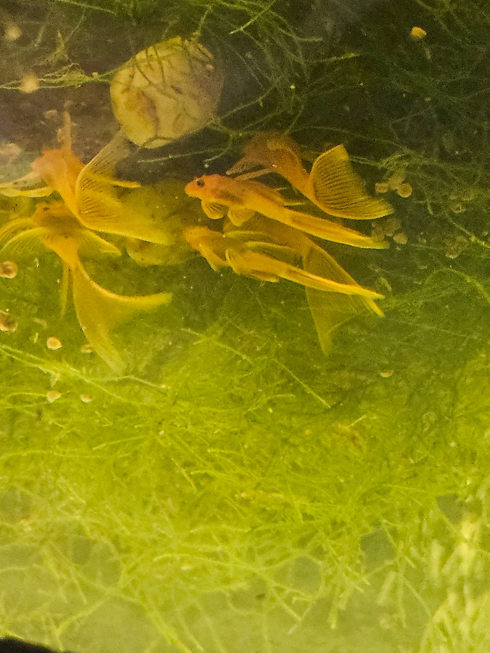 Thumbnail: Long Fin Super Red Juviniles