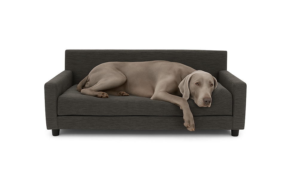 A senior dog resting on Club Nine Pets Sofa