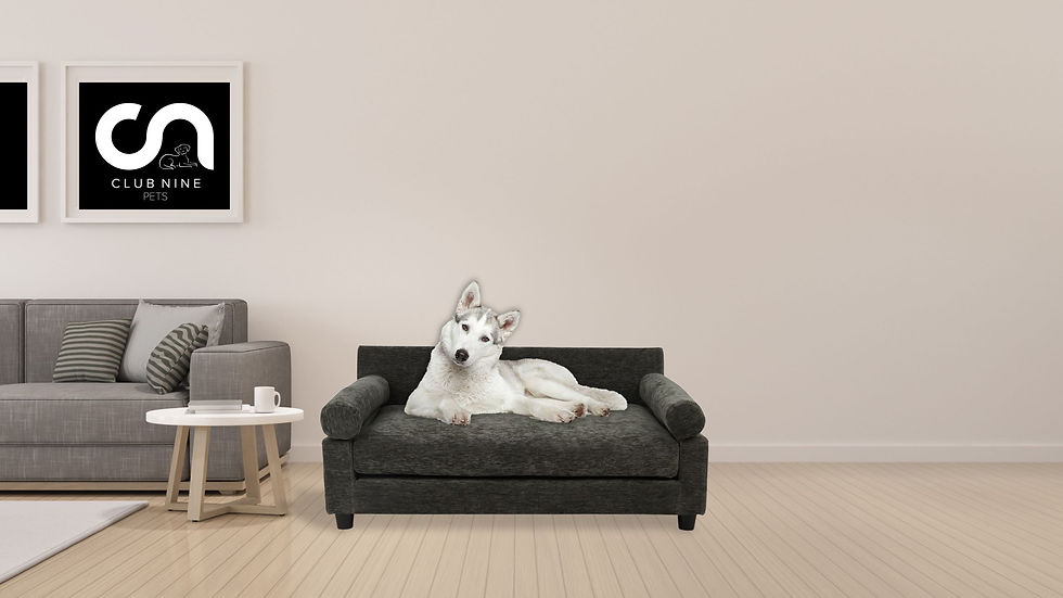 Eye-level view of a stylish dog bed in a modern living room