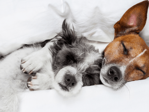 The Truth About Dog Bed Comfort: Why Solid Orthopedic Foam Reigns Supreme