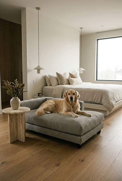 Room setting with dog.jpg
