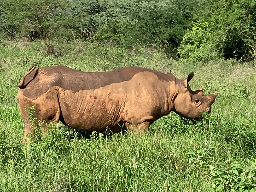 #Rhino #mkomazi national park