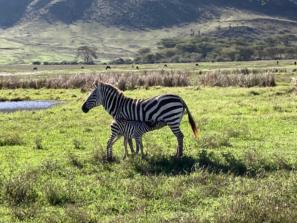 Zebra Feeding