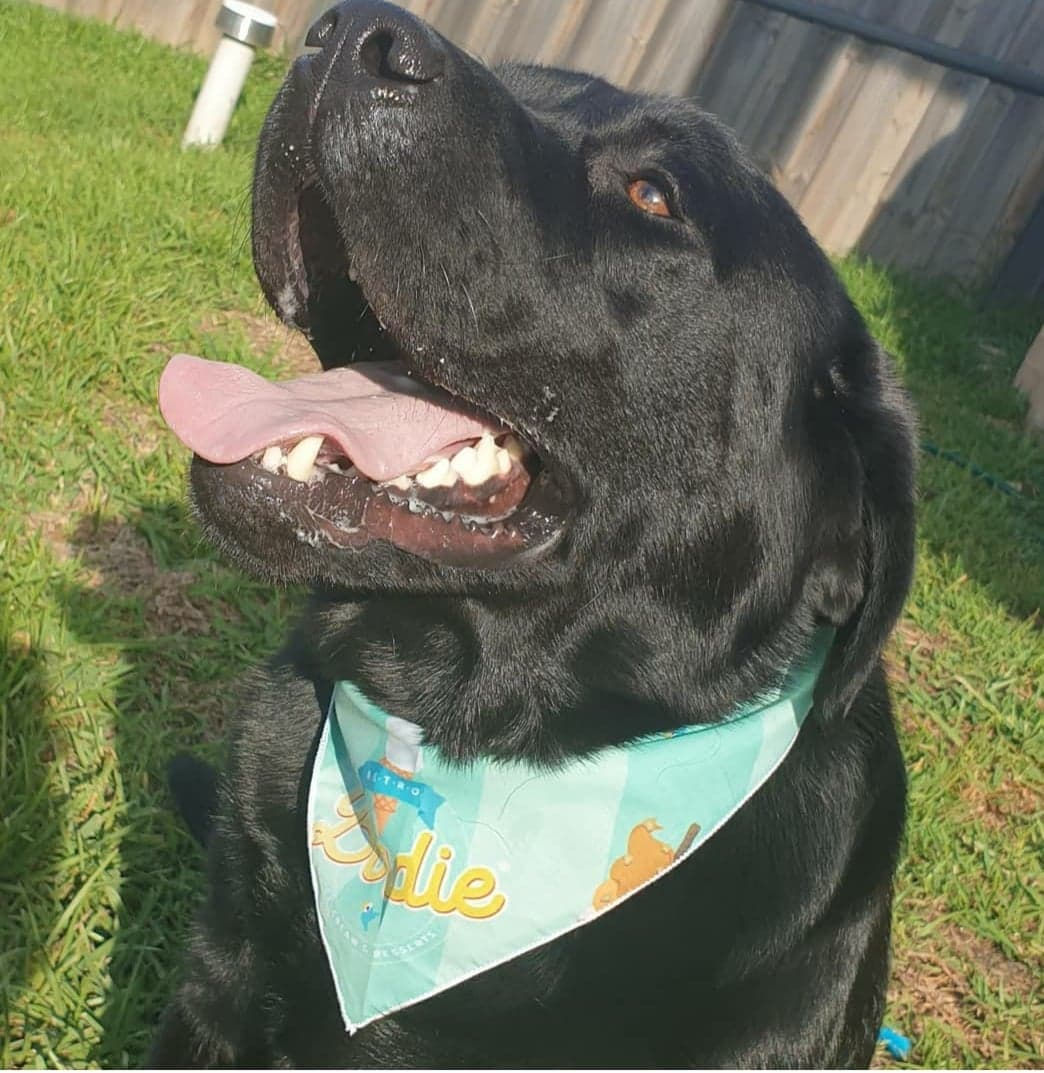 Dogs – Bandana