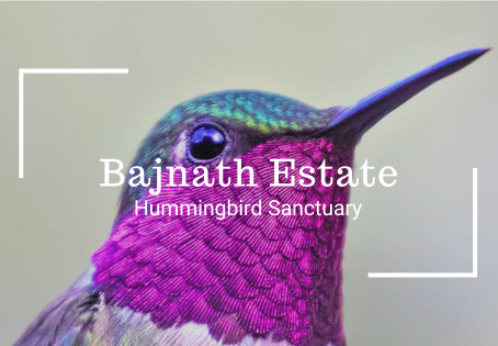 Bajnath Estate Hummingbird Sanctuary