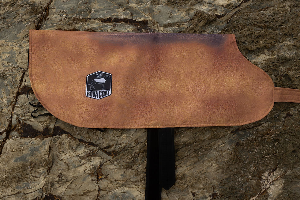 Thumbnail: Rhodesian Ridgeback Coat 