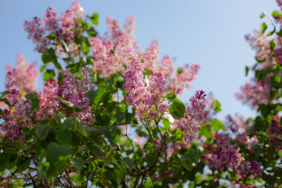 04.28.2020_Random Stroll in Gravesend_Brooklyn NY_333A1066_EDIT_WEBSITE.jpg