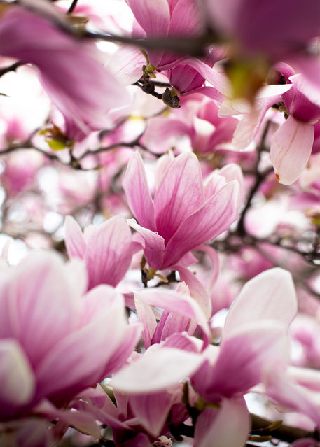 03.28.2020_Random_Brooklyn NY_333A0622_EDIT.jpg