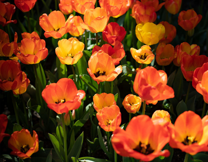 04.26.2020_Random Stroll_Brooklyn NY_333A0968_EDIT.jpg