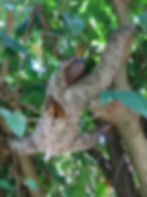 Sloth