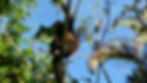 Hanging Out with Monkeys
