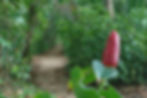 Pathway